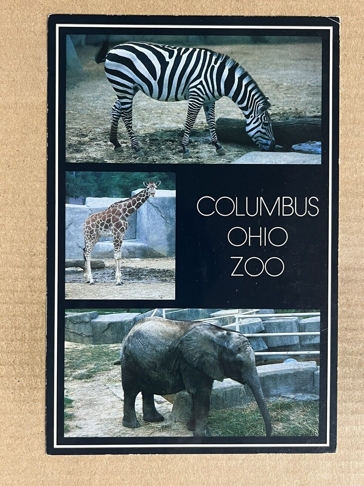 Postcard Columbus OH Ohio Zoo Elephant Giraffe Zebra Vintage PC