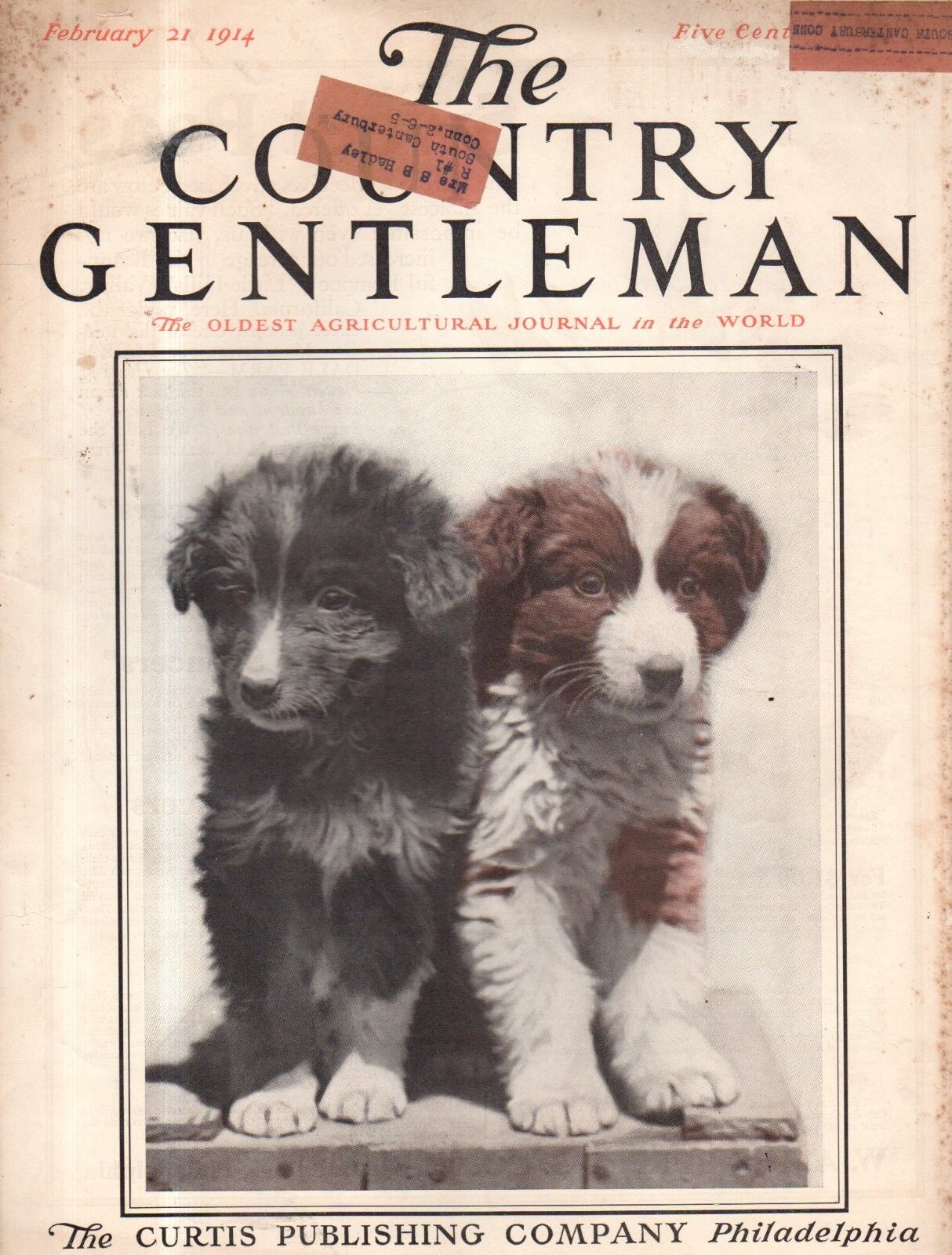 1914 Country Gentleman February 21 - Collie Puppies Cover