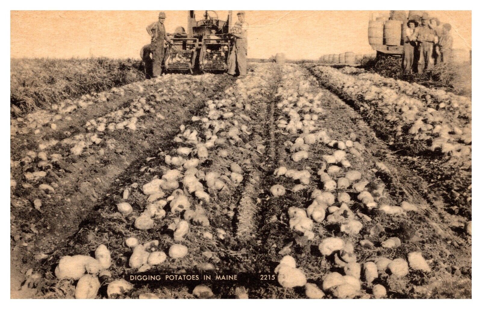 postcard Farmers digging potatoes in Maine Divided Back 7486