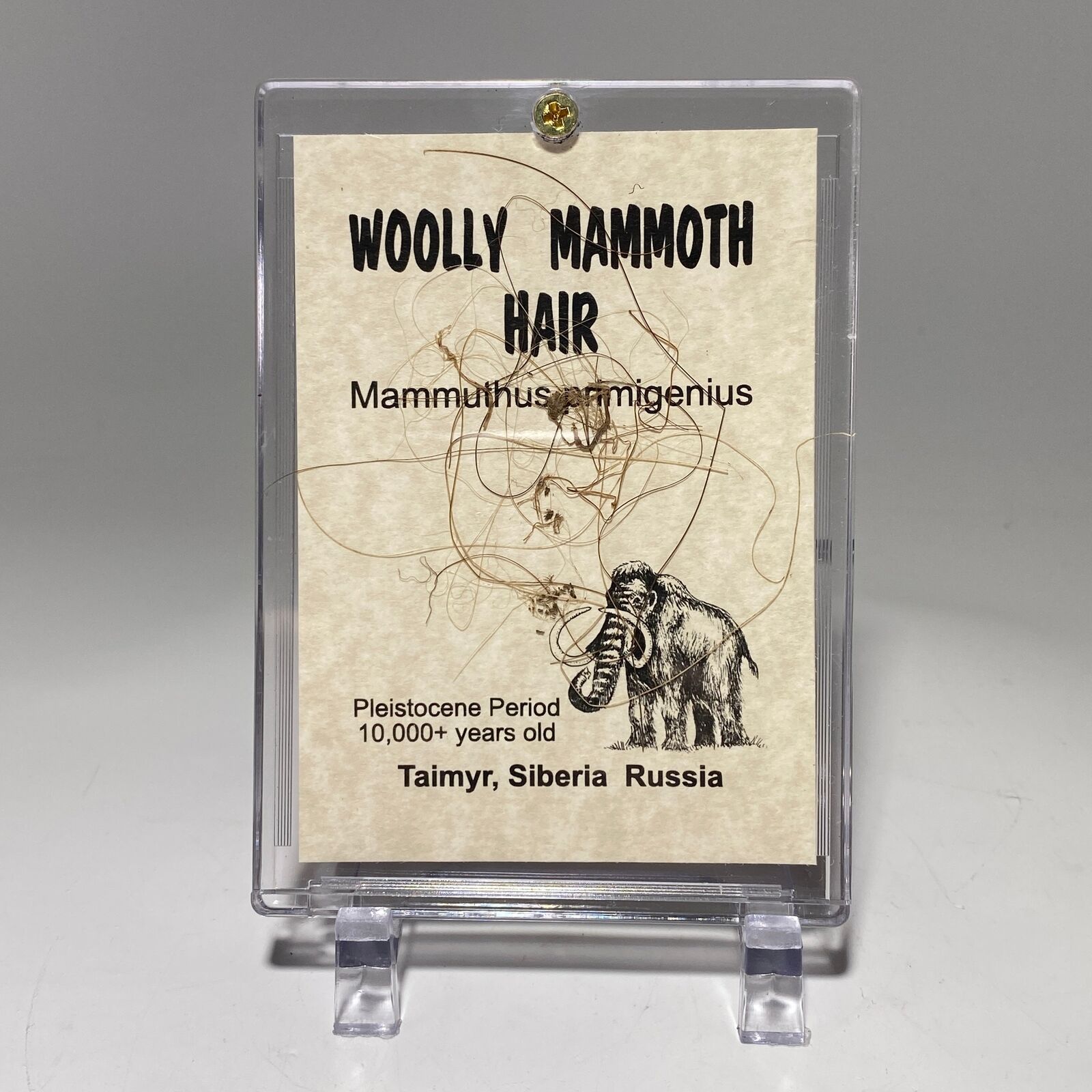 Woolly Mammoth Hair Display