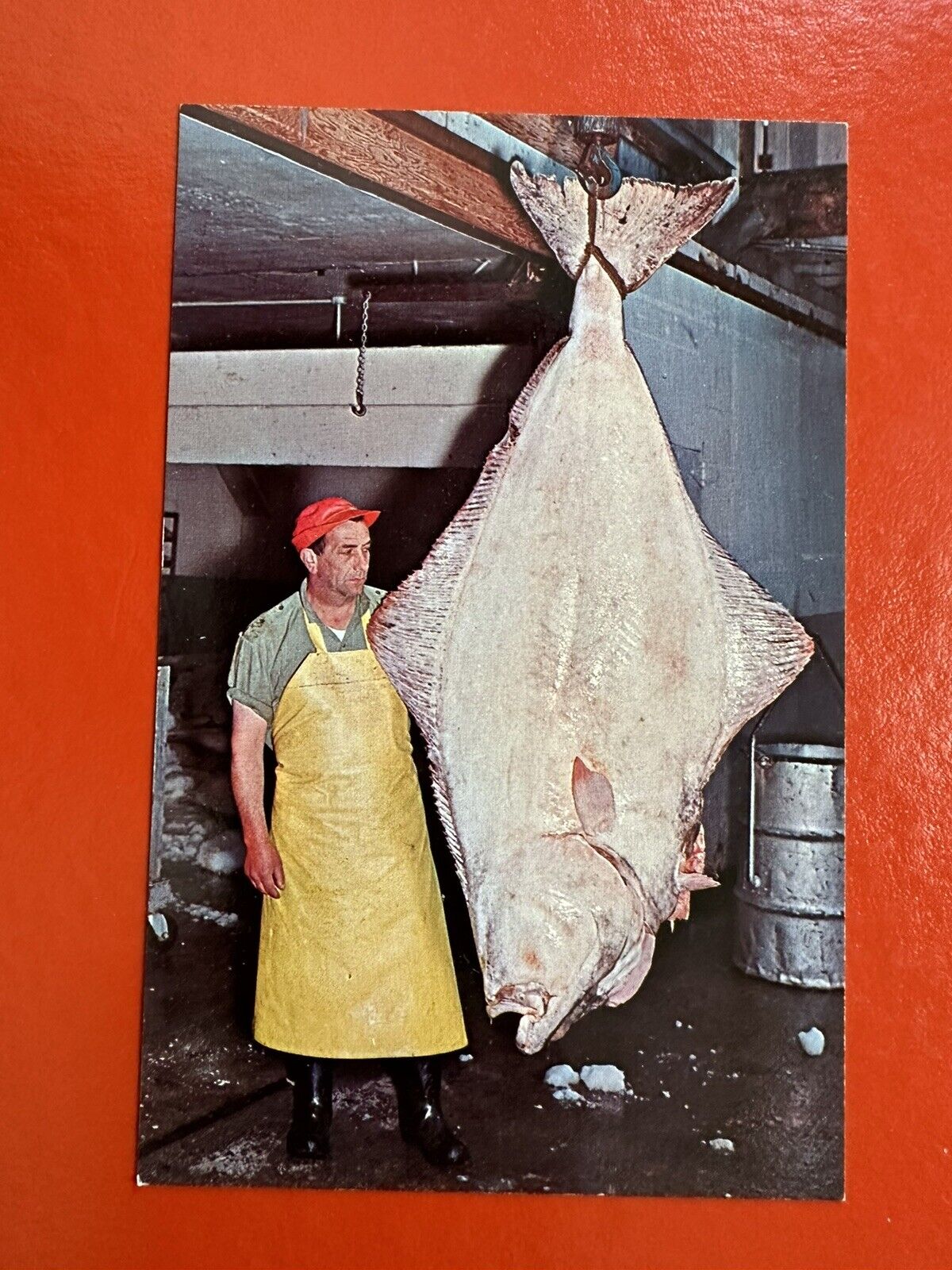 Vintage UNUSED Postcard ~B.C.  Canada~ GIANT HALIBUT FISH CAUGHT PRINCE RUPERT