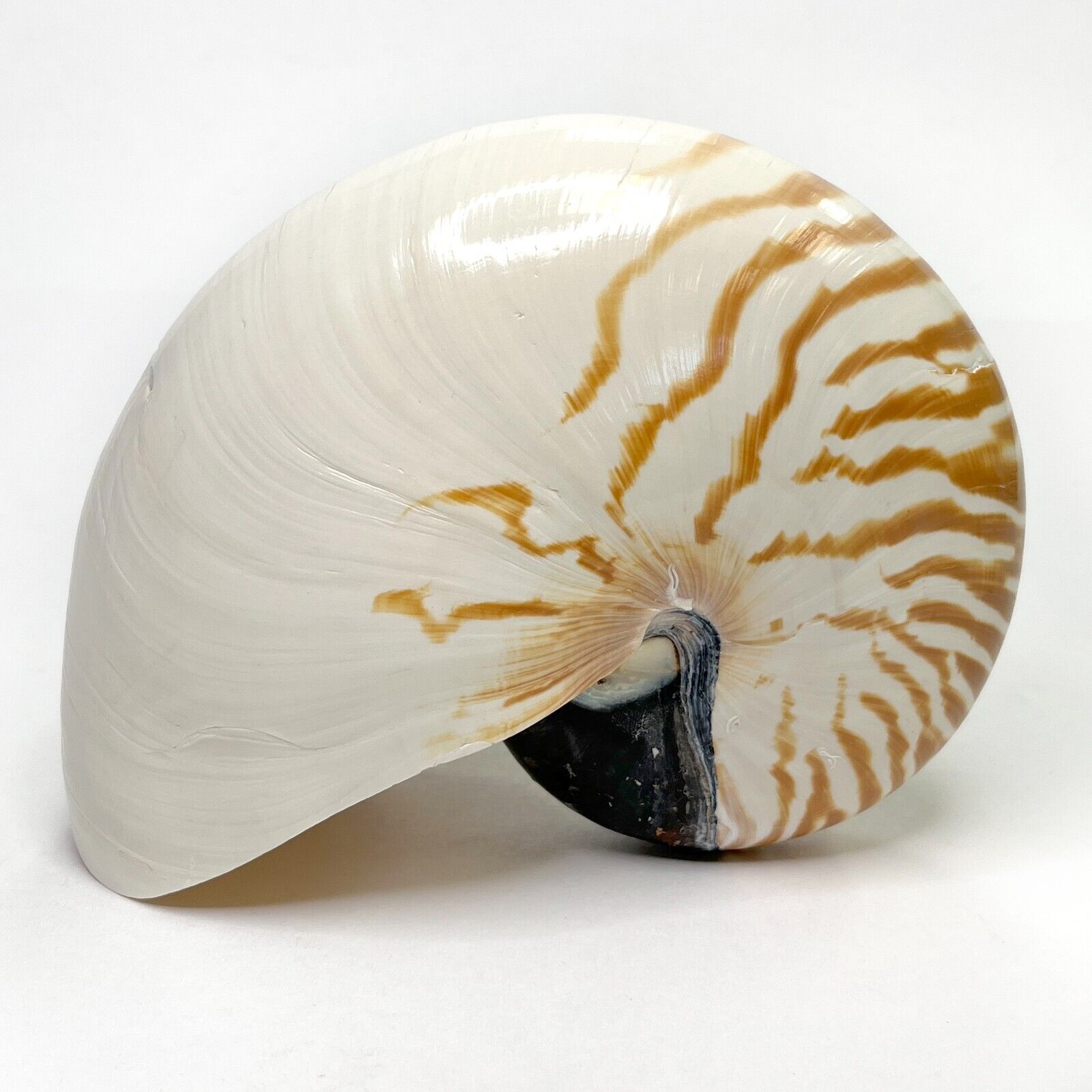 Striped Nautilus Macromphalus Seashell Natural Large 6.5\