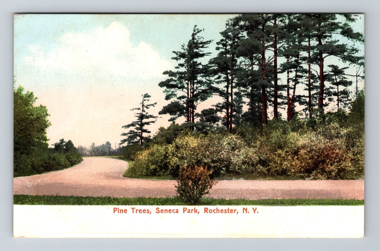 Rochester NY-New York, Pine Trees, Seneca Park Vintage Souvenir Postcard