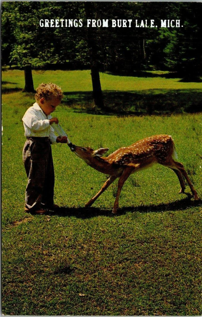 Vintage Boy Feeding Deer Chow Time Greetings from Burt Lake, Michigan Postcard