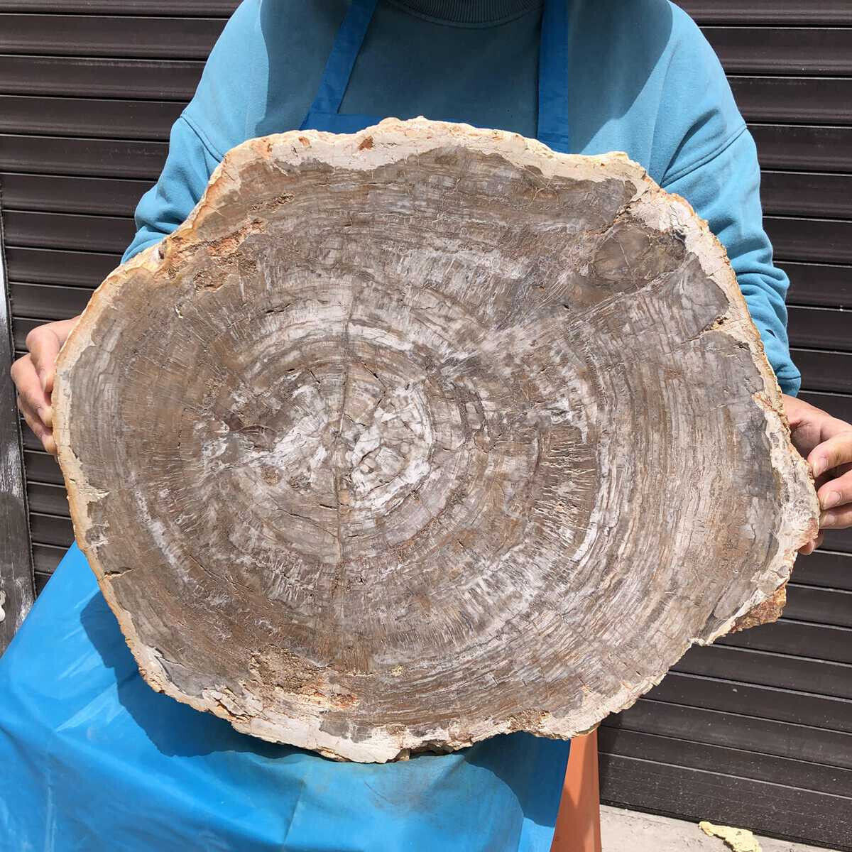 10.78KG Huge Natural Fossil wood Slice Stone Specimens Quartz Crystal Heals 2603