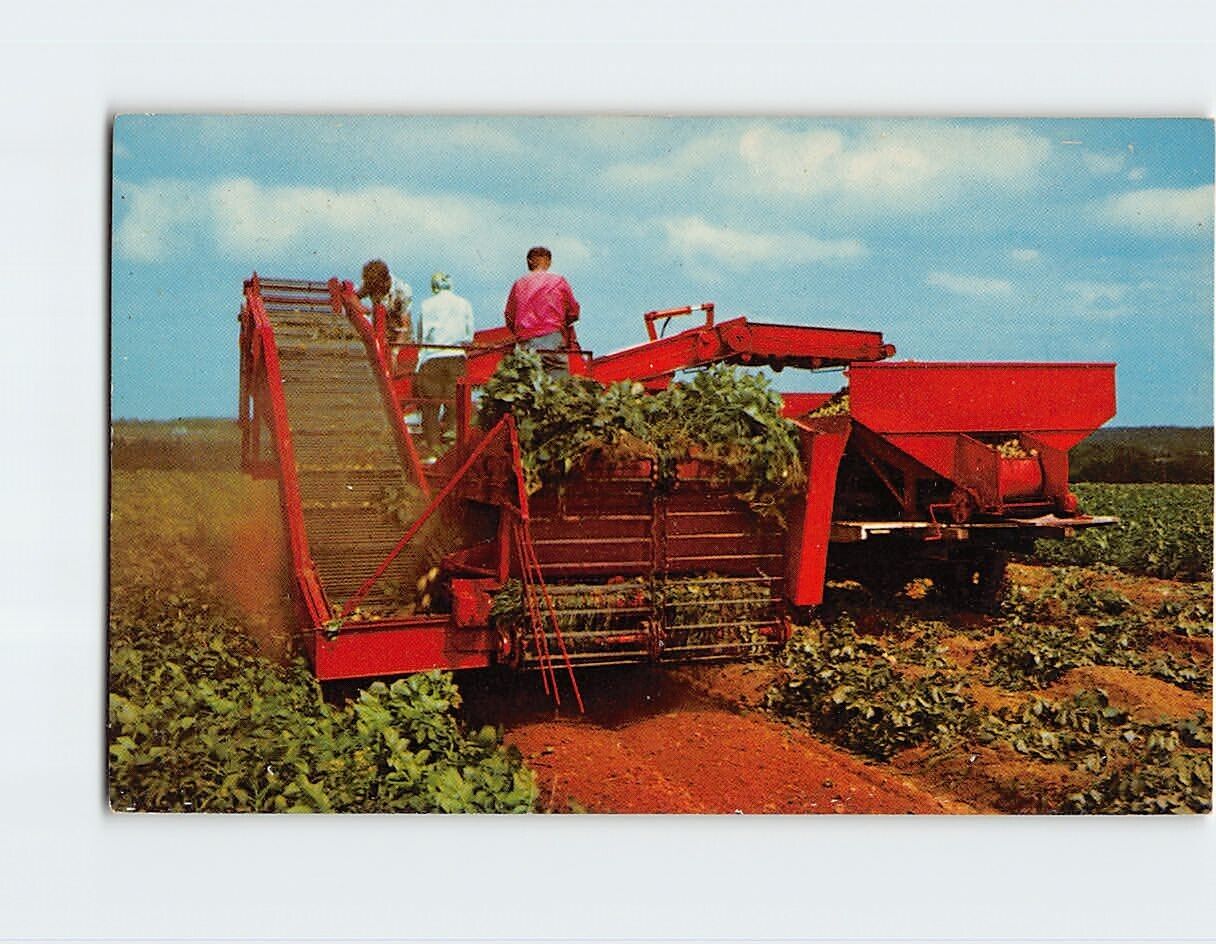 Postcard Harvesting Potatoes, Canada