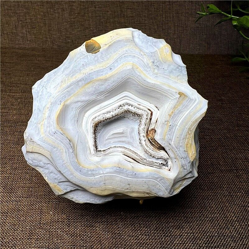 220g Top Natural Shell agate and geode agate Quartz Crystal  Mineral Specimen