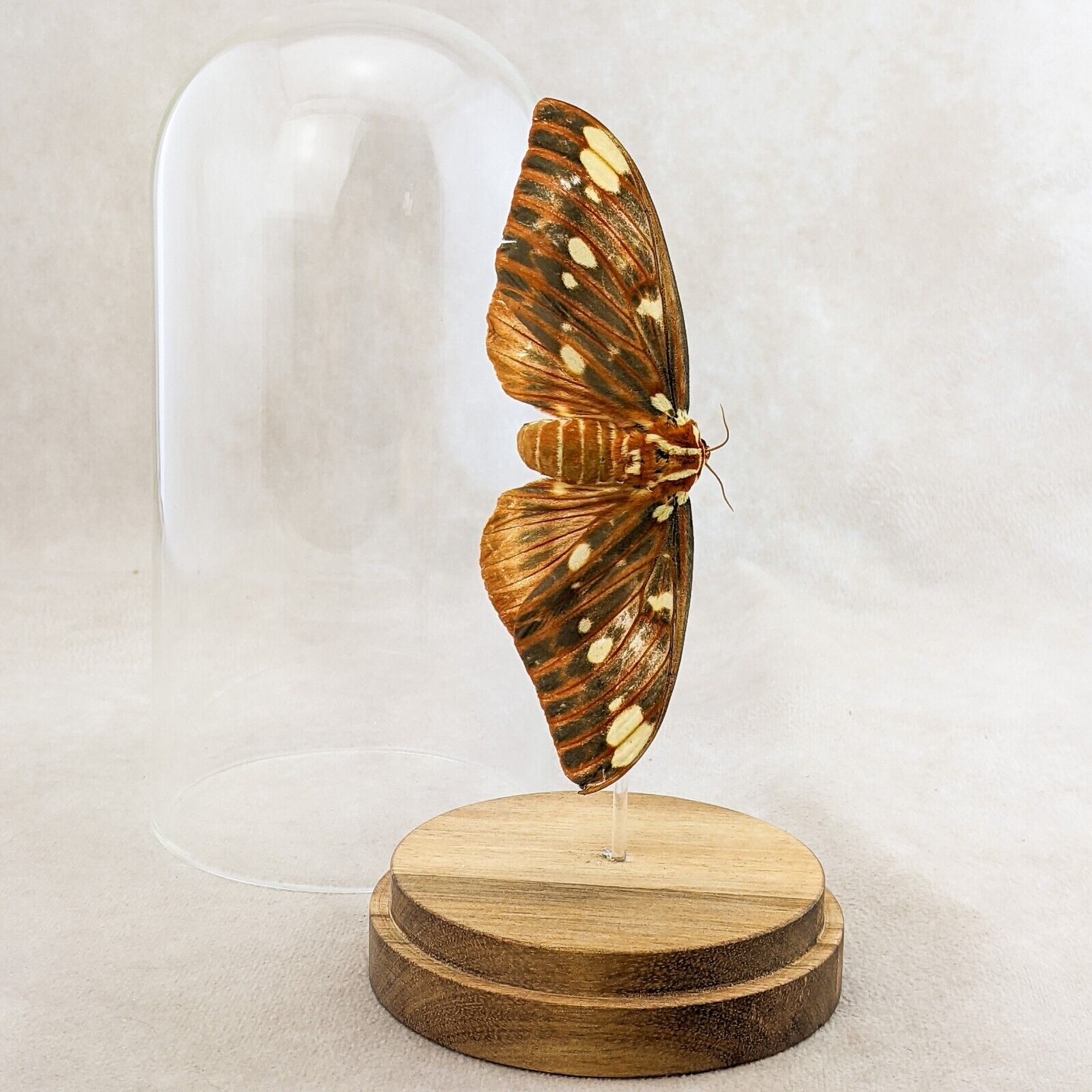 g33 Royal Walnut XL Citheronia  Regalis Moth Glass Dome Display Specimen Female