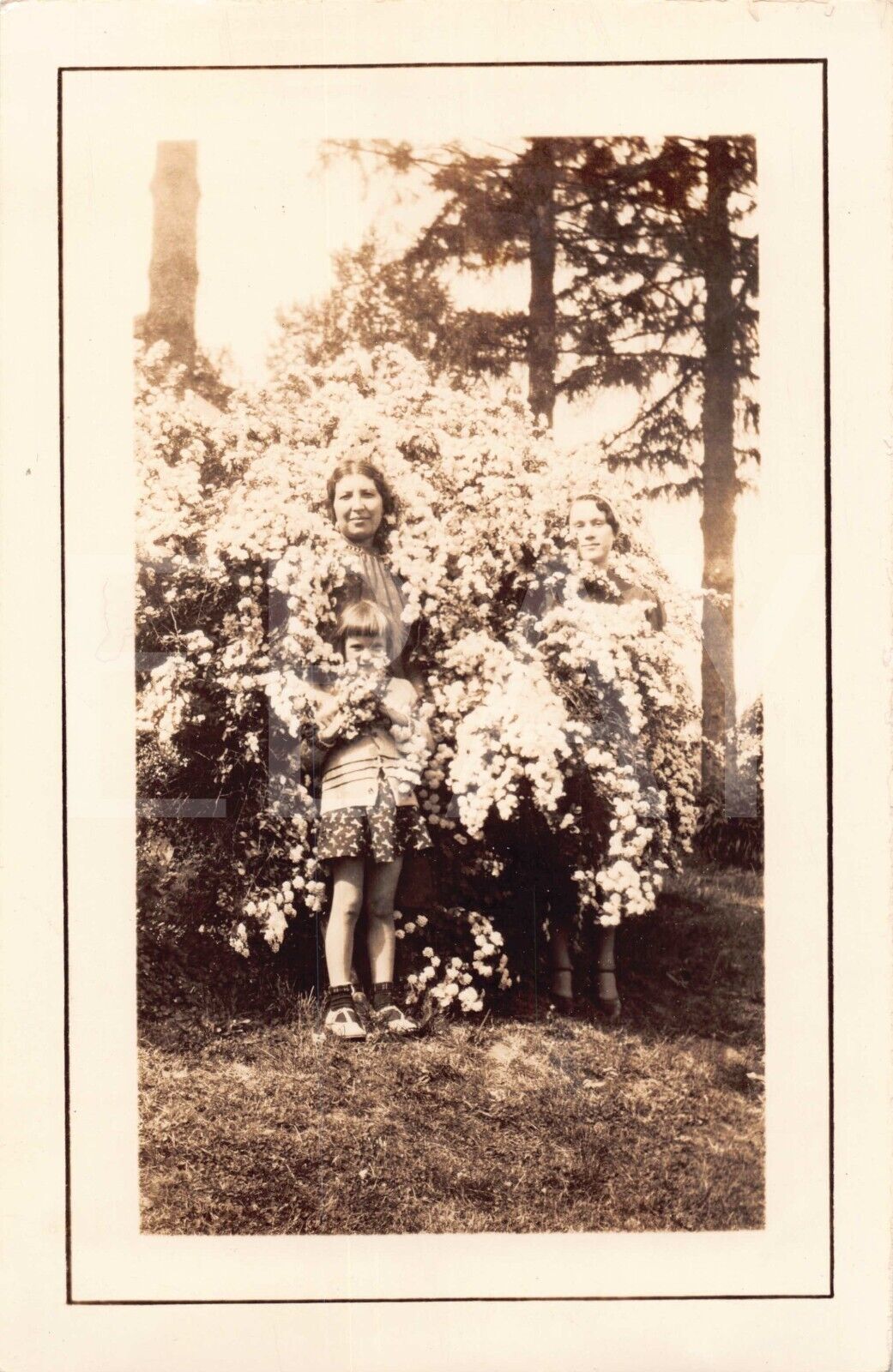 Old Photo Snapshot Little Girl With Two Women In Flowering Bush 3A1