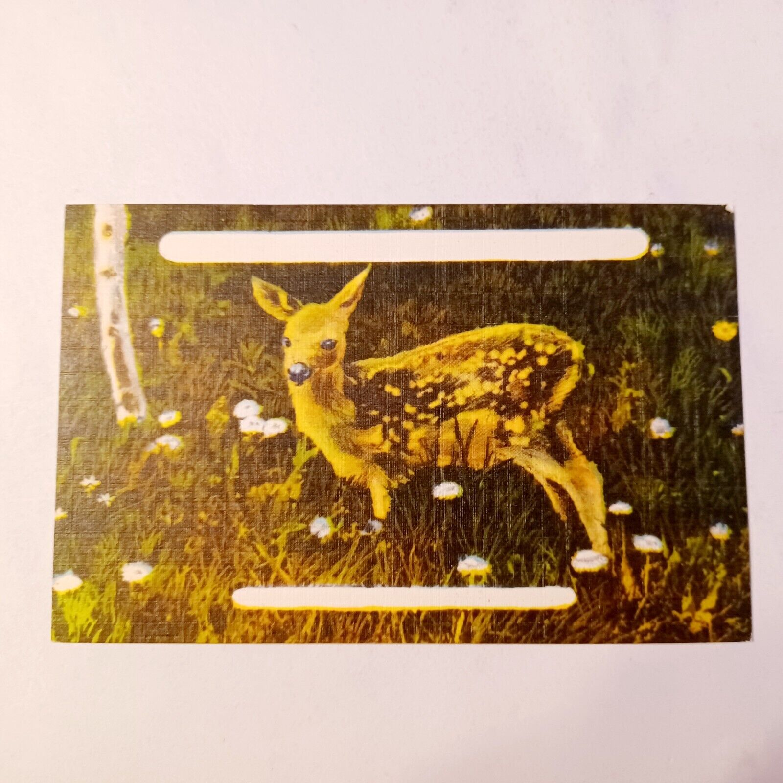 Postcard: Fawn - Baby Deer - Linen