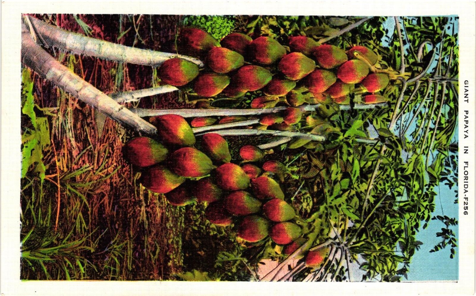 Vintage Postcard- Giant Papaya, FL