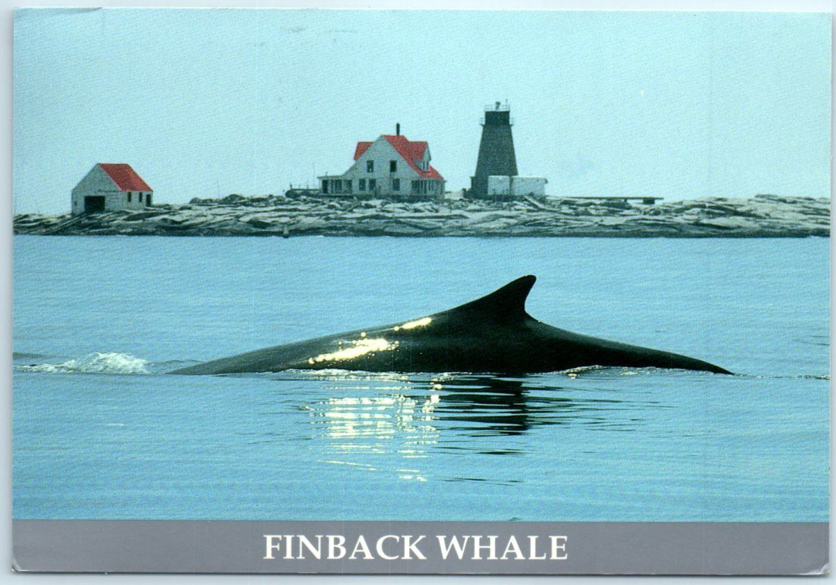 Postcard - Finback Whale