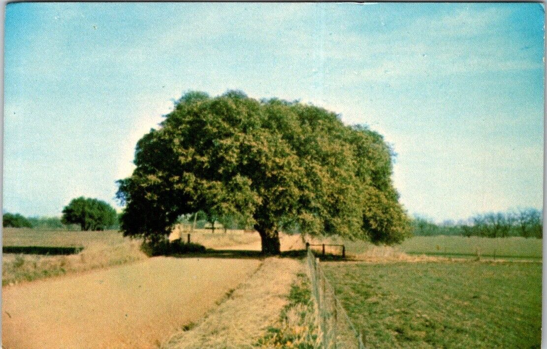 Texas Wedding Oak State Marker Erected 1972 1000 Years Old Tree Vintage Postcard