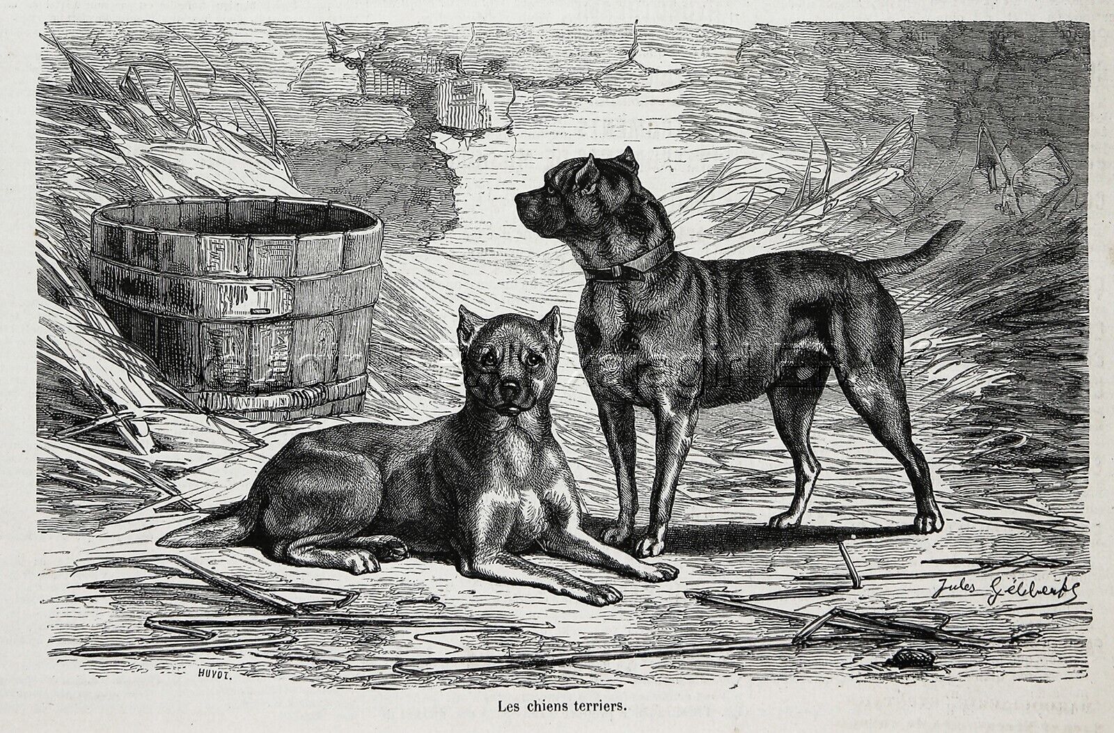 Dog Manchester Terrier Pair, Early View of Breed, 1870s Antique Engraving Print