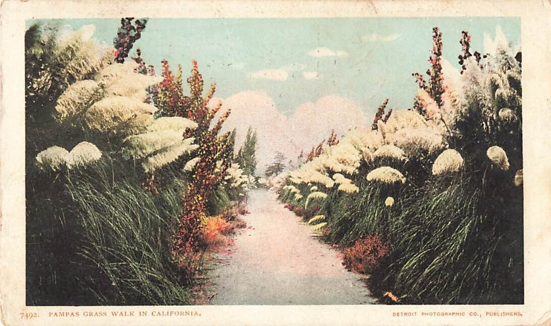 Postcard Pampas Grass Walk California CA UDB 1906
