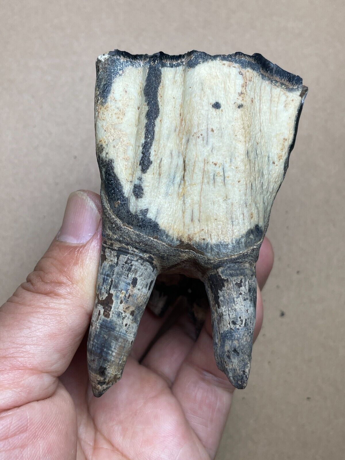 227g huge Ice Age large mammal tooth specimen Pleistocene