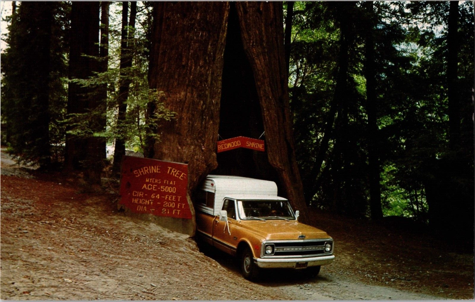 Vintage 1974 Original Drive Thru Tree Myers Flat CA SAMPLE Oversized Postcard