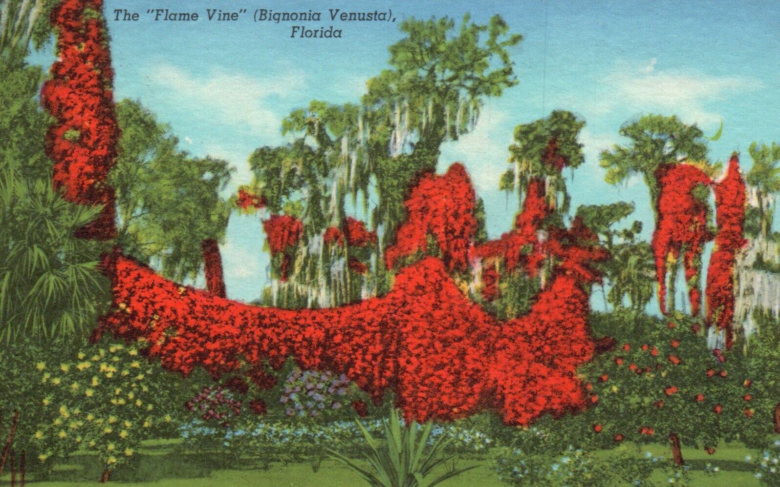 Postcard FL Flame Vine Bignonia Venusta Florida Posted 1966 Vintage PC J5829
