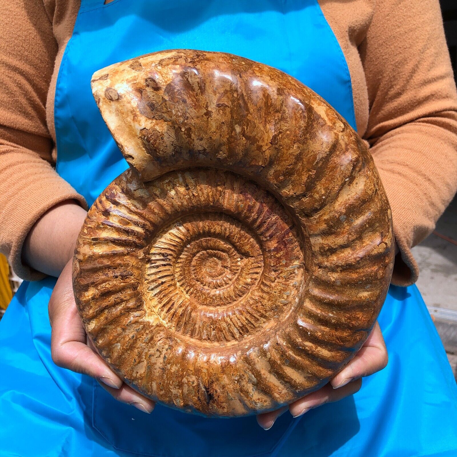 6.68LB Natural beautiful Color Conch Ammonite Fossil Quartz Specimen Reiki
