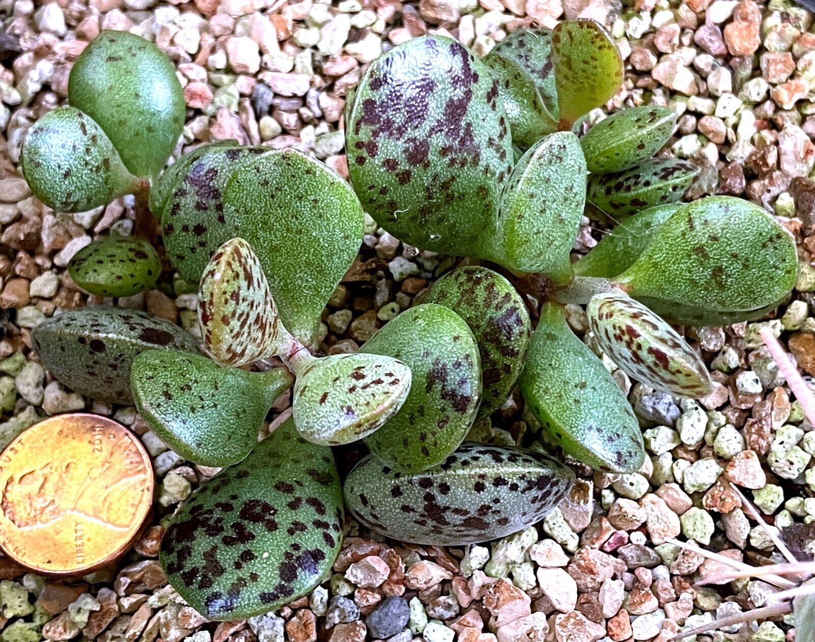 Succulent Plant--Adromischus marianiae marianiae--Spotted and Chunky