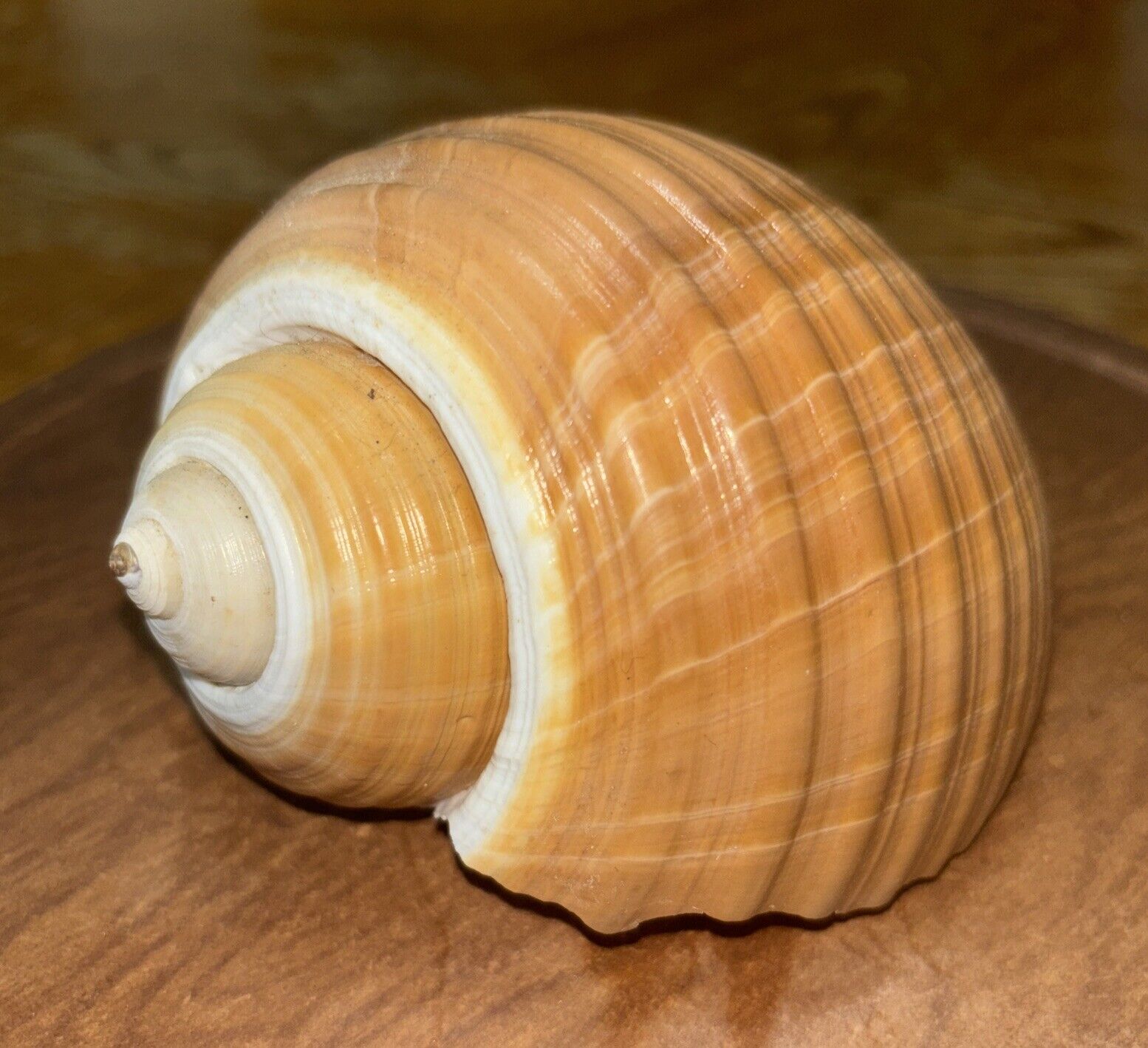 Tun Sea Snail Shell \