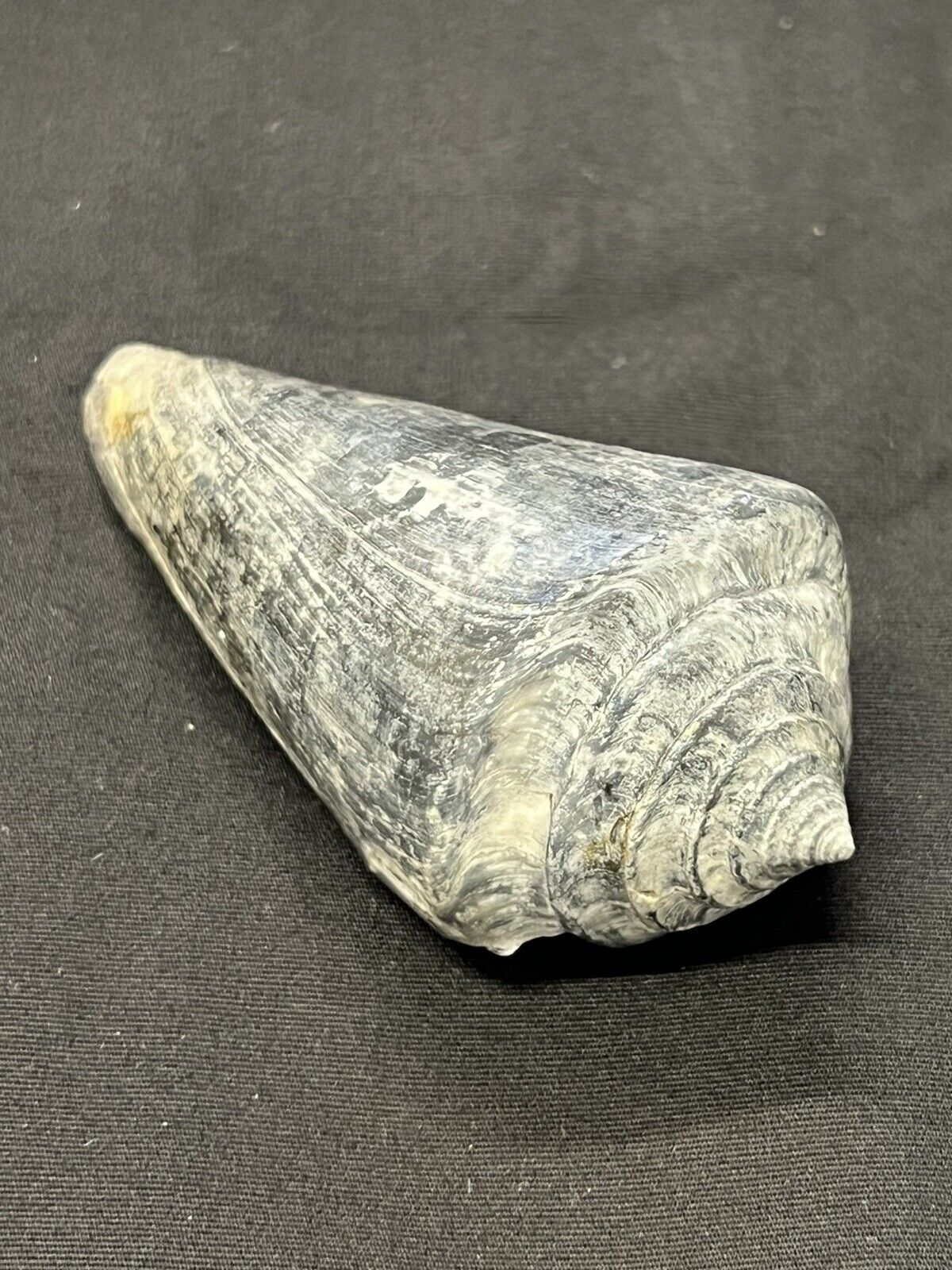 RARE Fossilized CONE Shell From Central Florida, Pliocene Era.