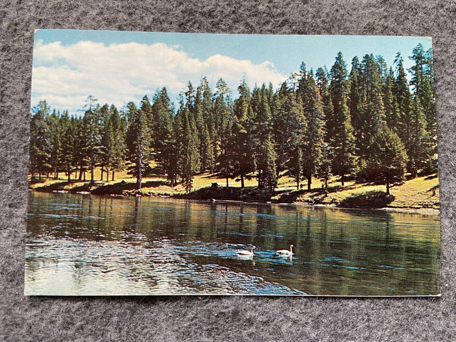 Trumpeter Swans on Yellowstone River Vintage Postcard