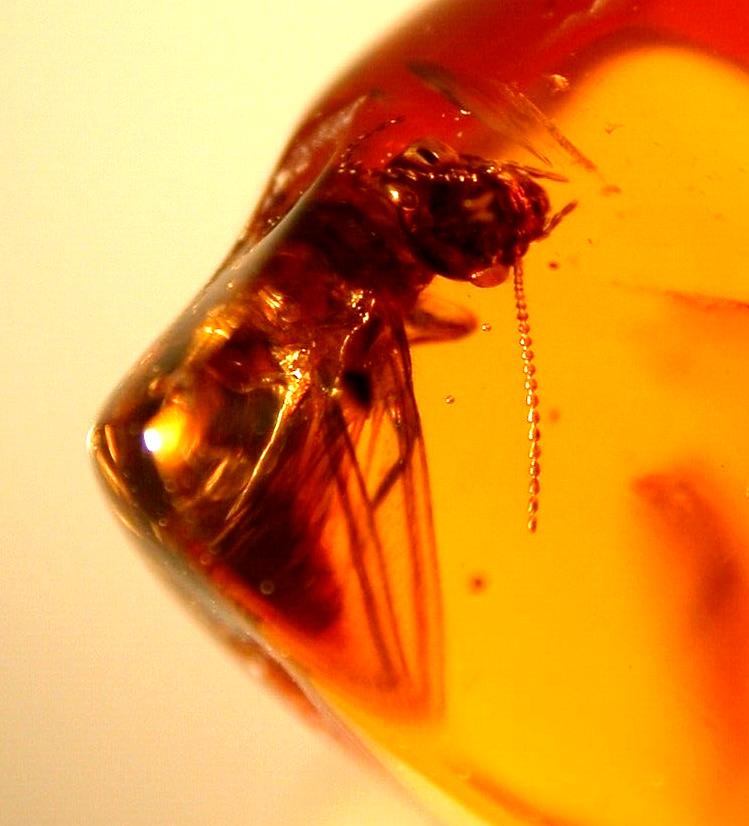 Termite in Dominican Amber Fossil Gem