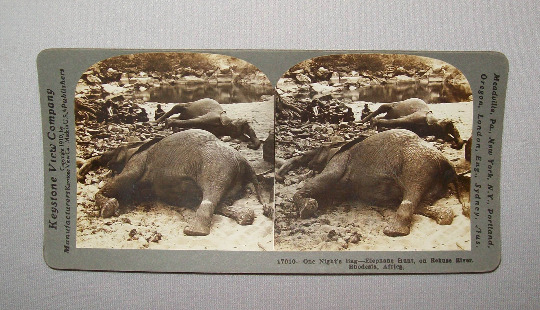 Antique Vtg 1910s Dead Elephants One Nights Bag Africa Stereoview Photo Card