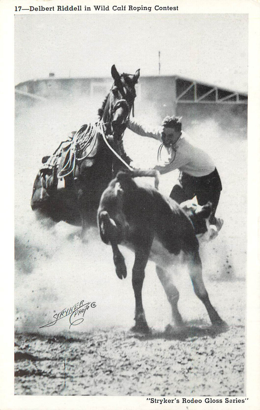 Stryker\'s Rodeo Gloss Series Postcard 17 Delbert Riddell Calf Roping Contest