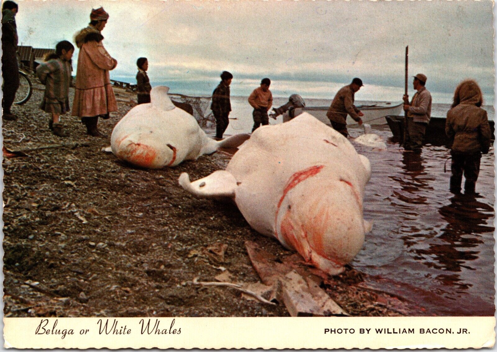 Postcard Beluga or White Whale Hunting To Feed Village, Alaska Posted 1980