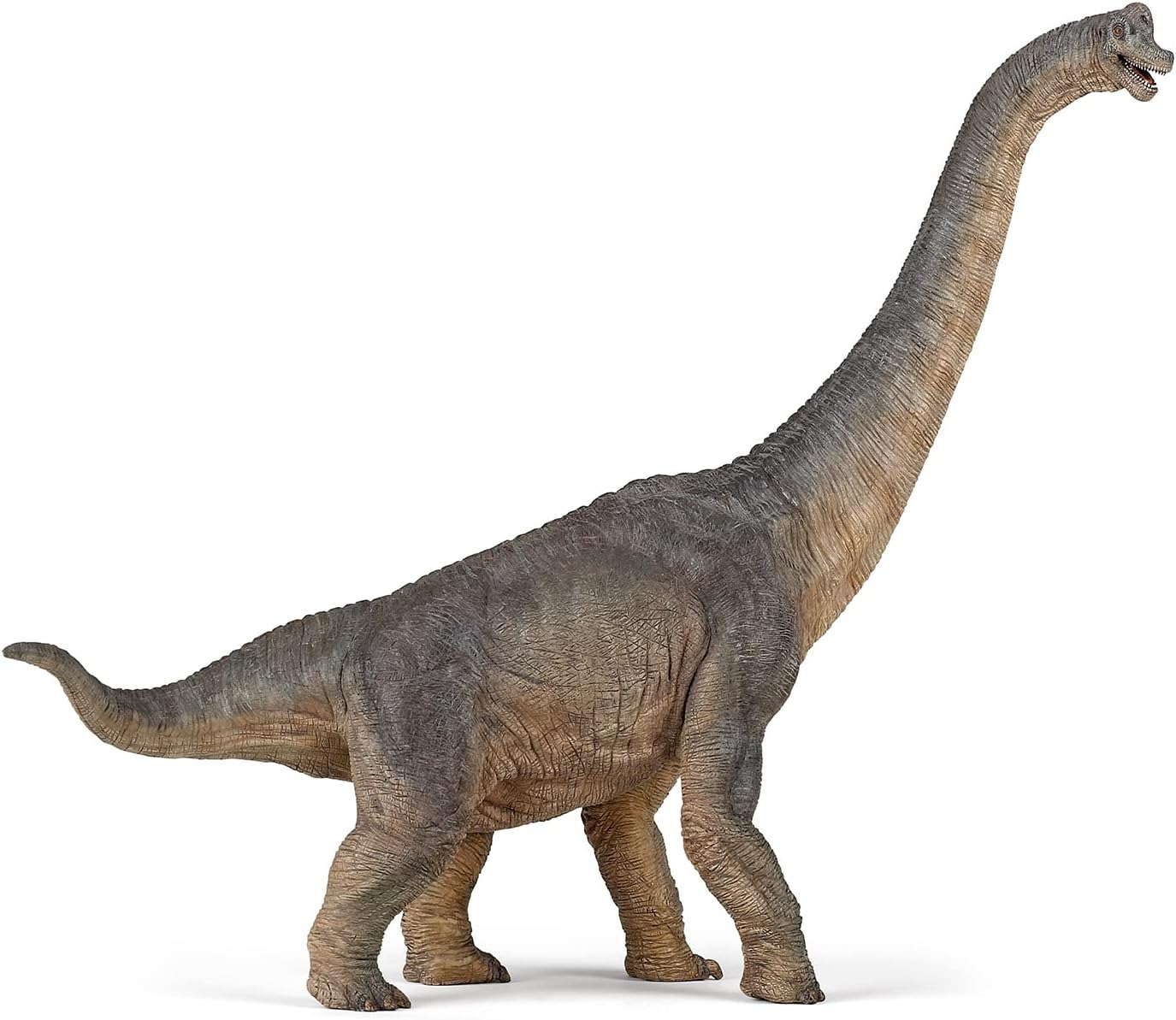 the Dinosaur Figure, Brachiosaurus , 31Cm