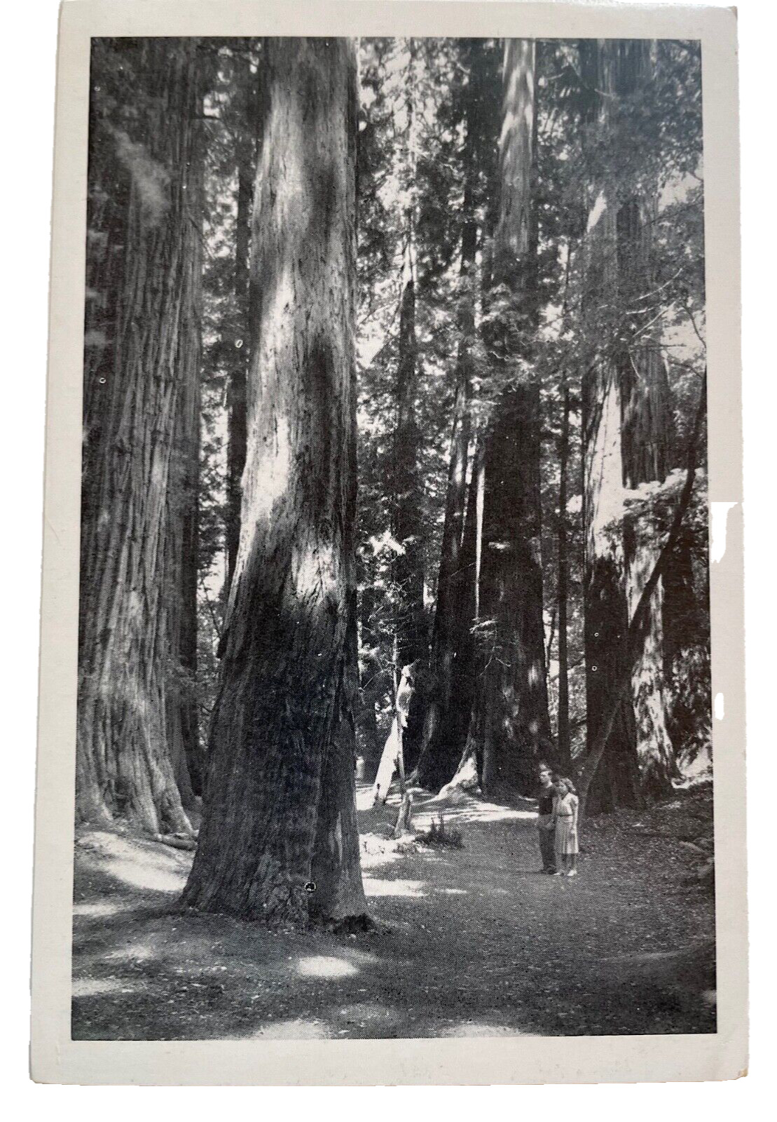 1940-50s RPPC Muir Woods, San Francisco, CA California