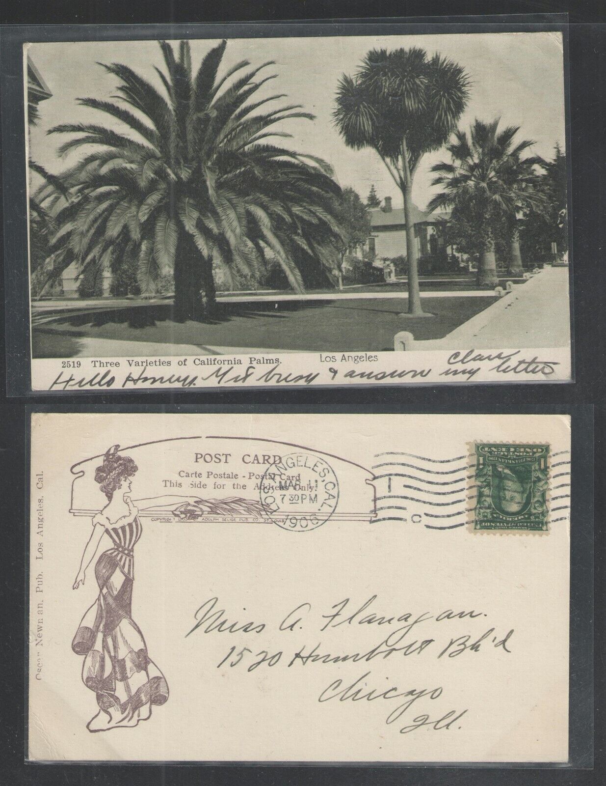 1906 THREE VARIETIES OF CALIFORNIA PALMS UDB UNDIVIDED BACK POSTCARD