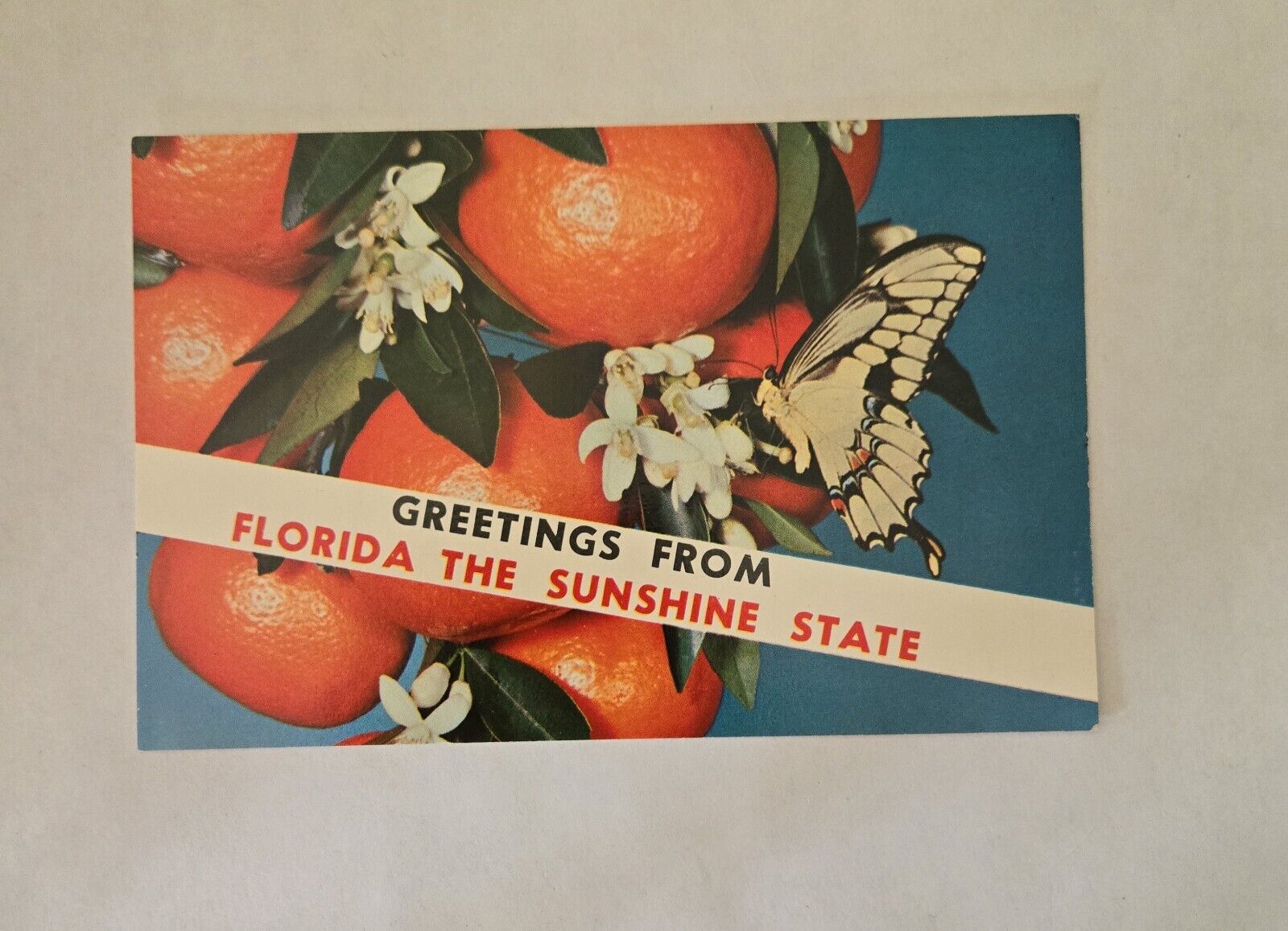 Vintage 'Greetings From Florida The Sunshine State' Postcard Unposted
