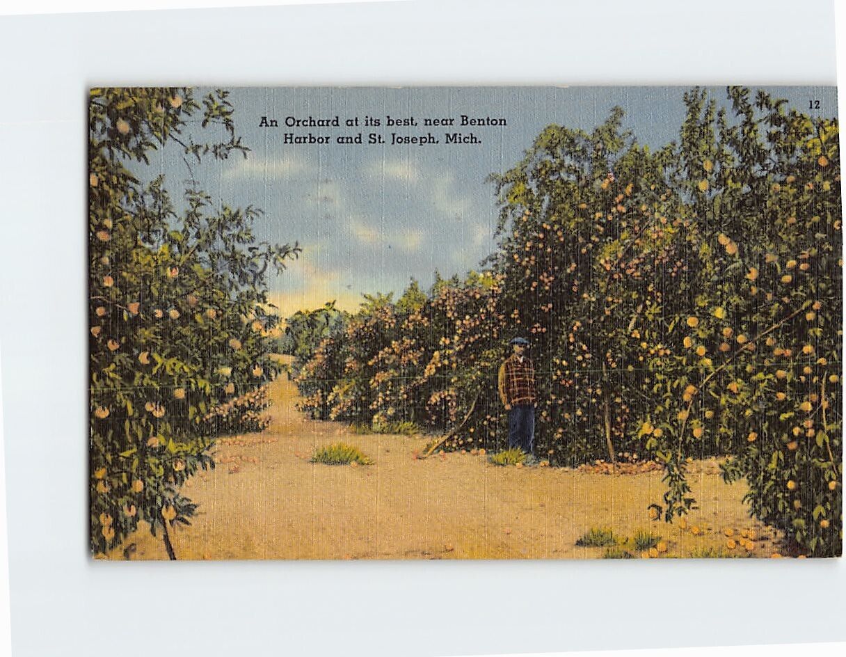 Postcard A Orchard at its best, Michigan