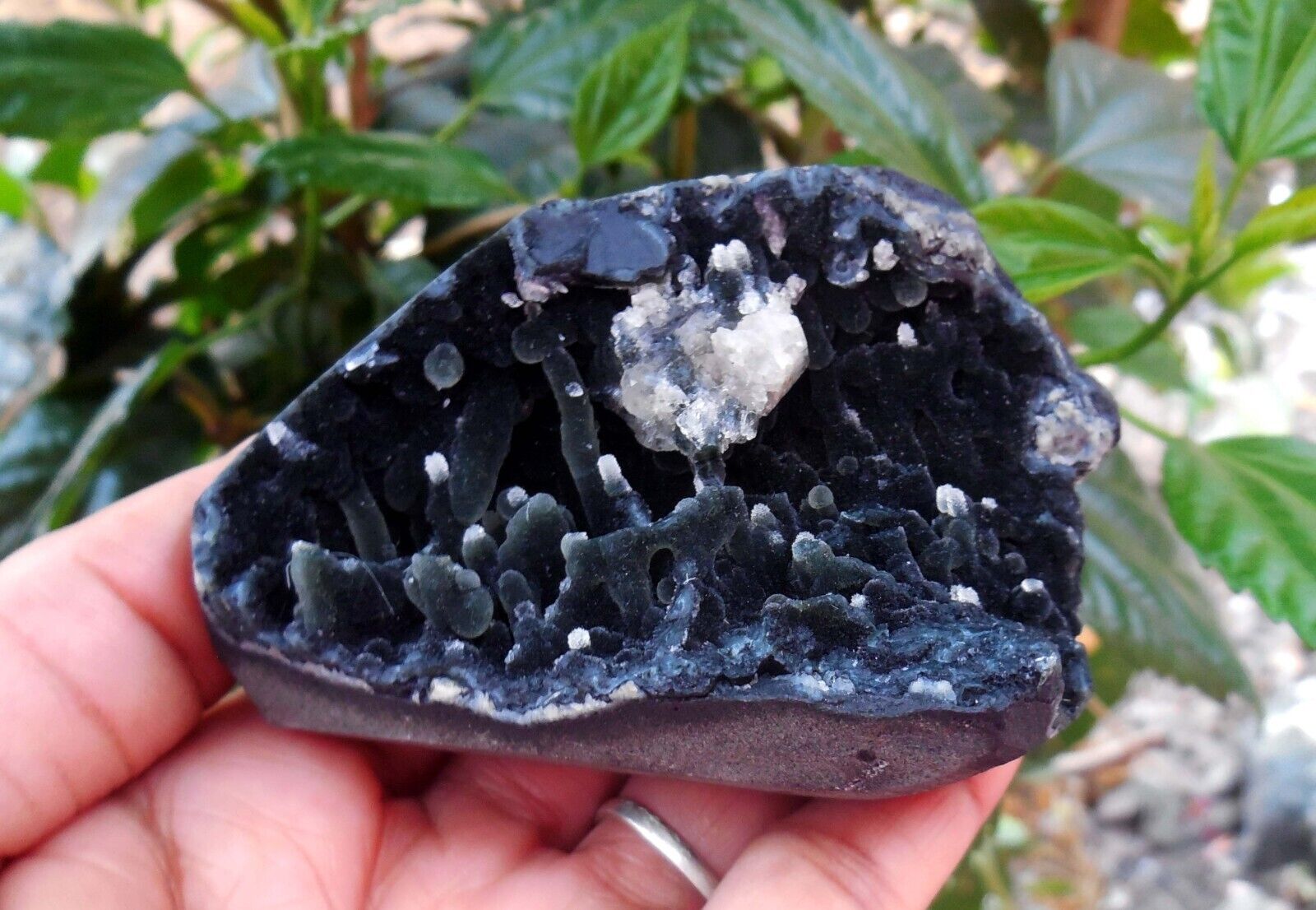 APOPHYLLITE On Black CHALCEDONY Coral-Matrix Minerals M-5.24