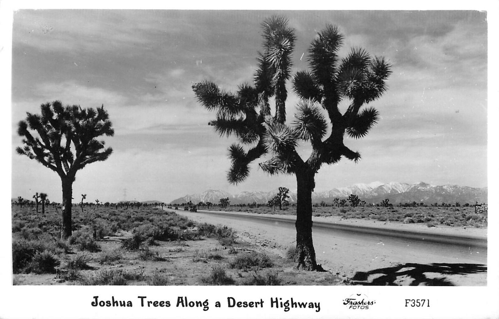 RPPC Frashers Postcard Joshua Trees Along A Desert Highway F3571
