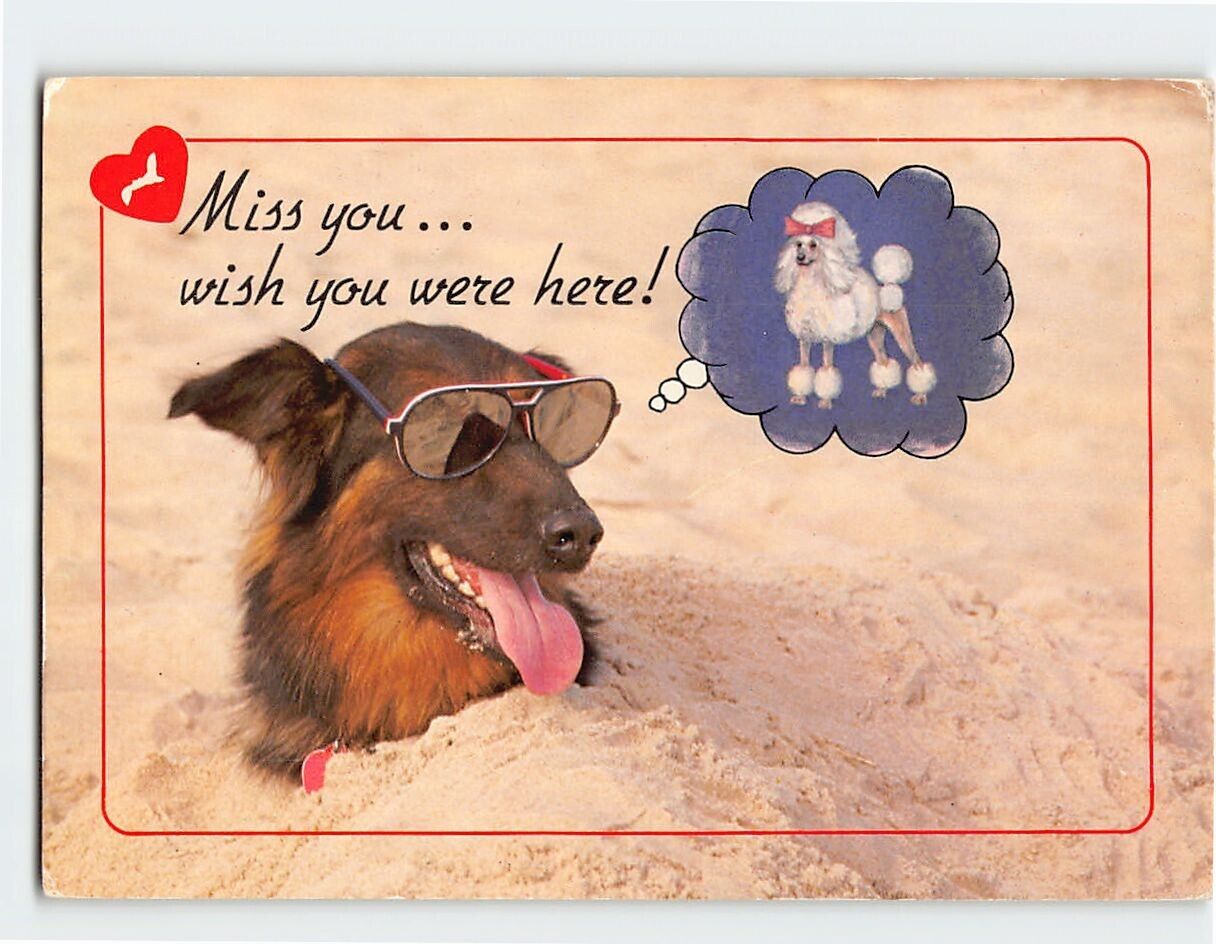 Postcard Dog at the Beach Best of the Beach