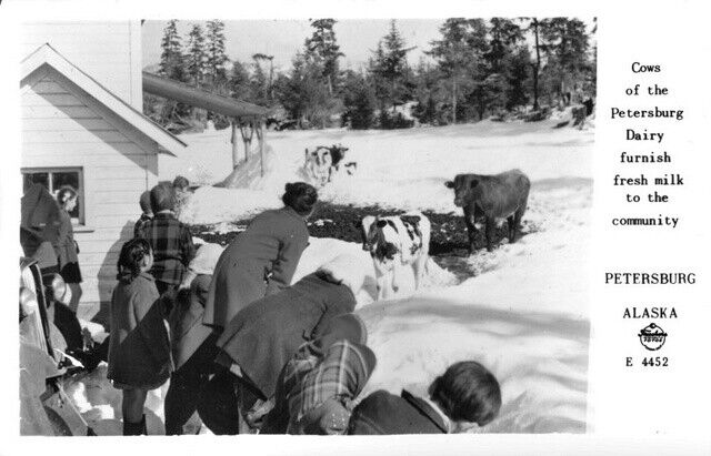 Cows of the Petersburg Dairy Petersburg Alaska 1950s OLD PHOTO