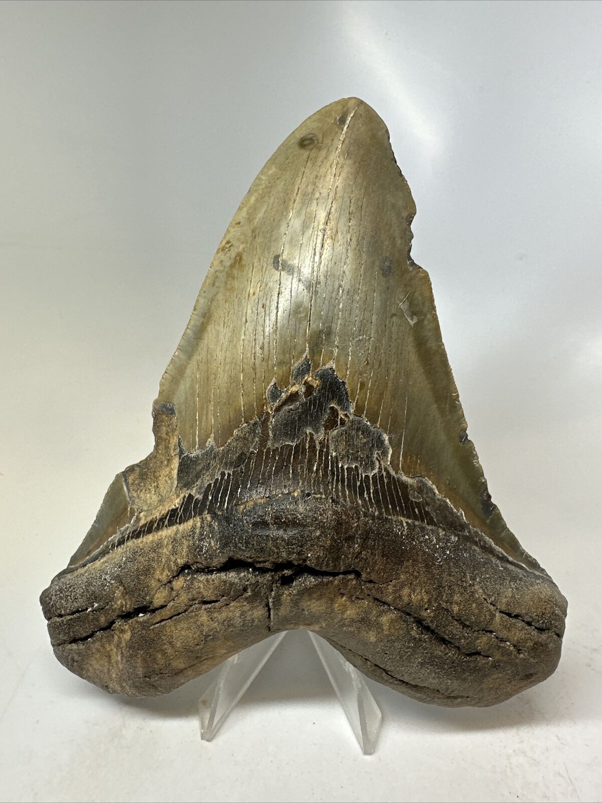 Megalodon Shark Tooth 5.90” Authentic - Natural Fossil - Carolina 15841