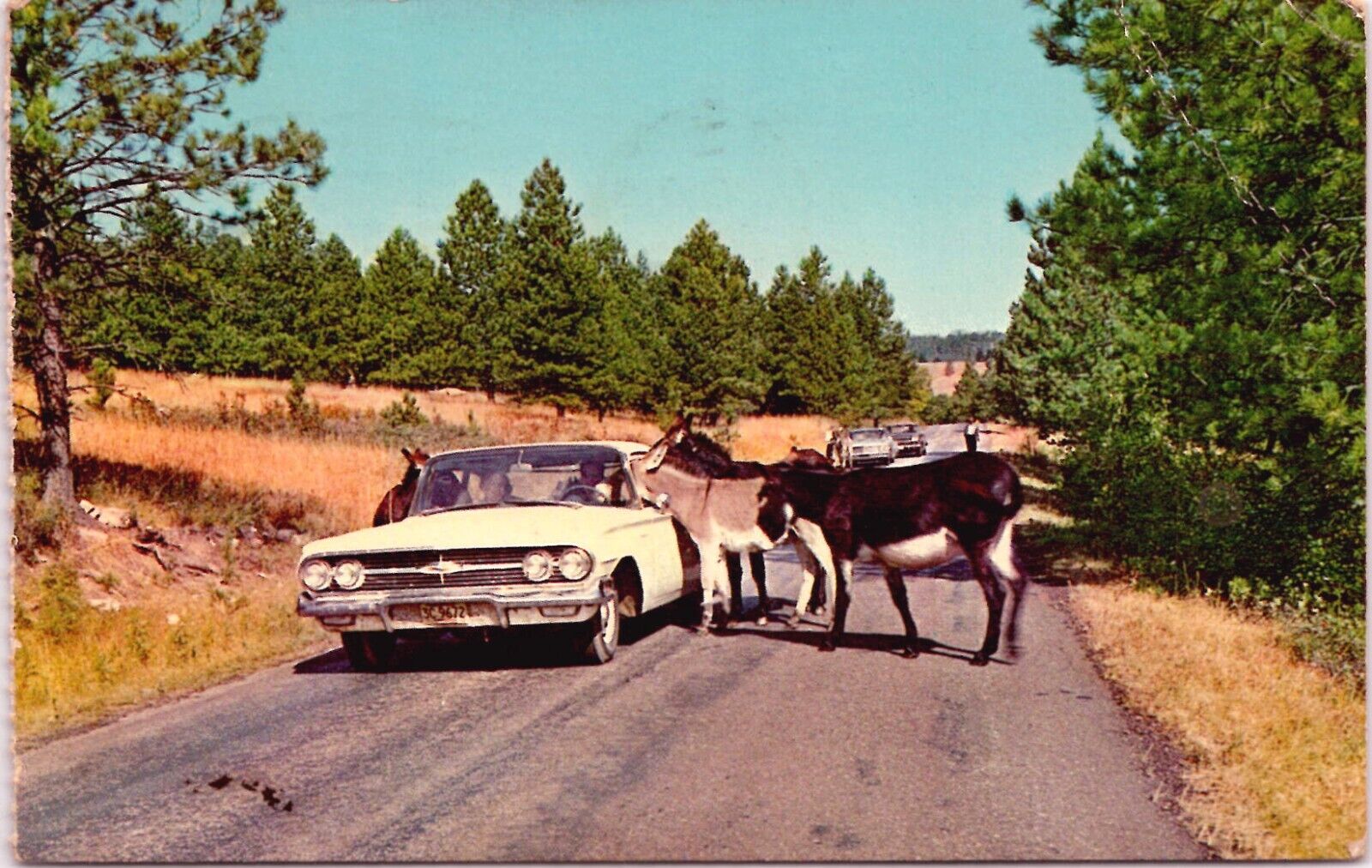 Donkeys Begging for Handout, Black Hills, South Dakota - Postcard 