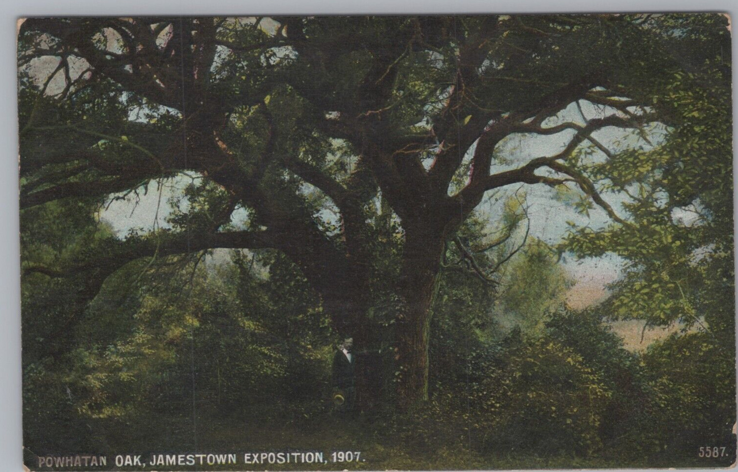 MR ALE ~ Virginia VA: Powhatan Oak, Jamestown Exposition 1907 Postcard 7770d3