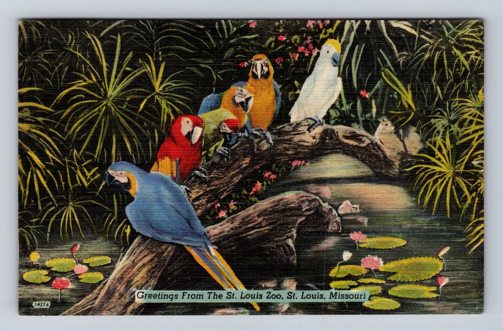 St Louis MO-Missouri, Greetings From St Louis Zoo, Vintage c1946 Postcard