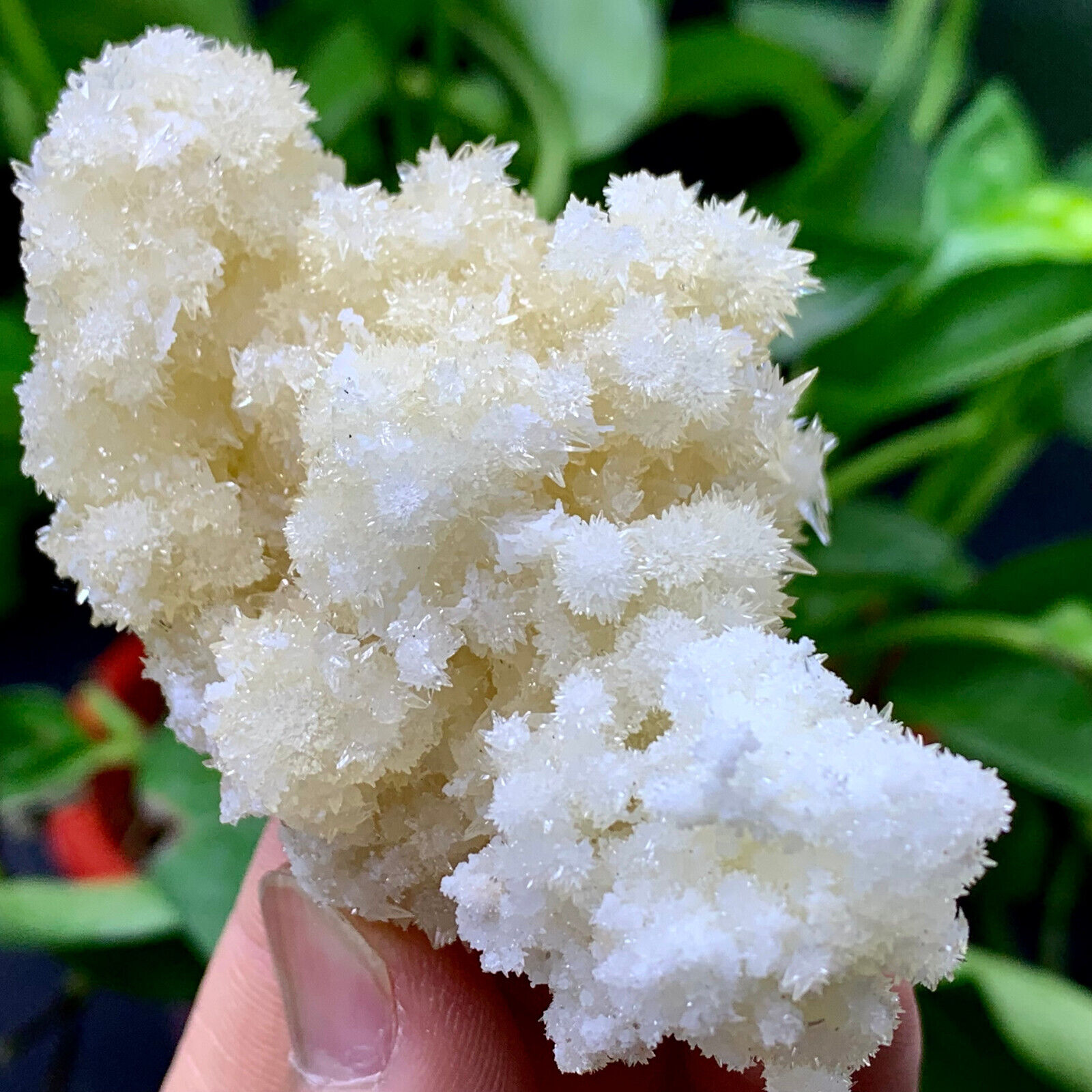 99g Museum Quality White Flowery Hydrozincite Crystal Cluster Mineral Specimen