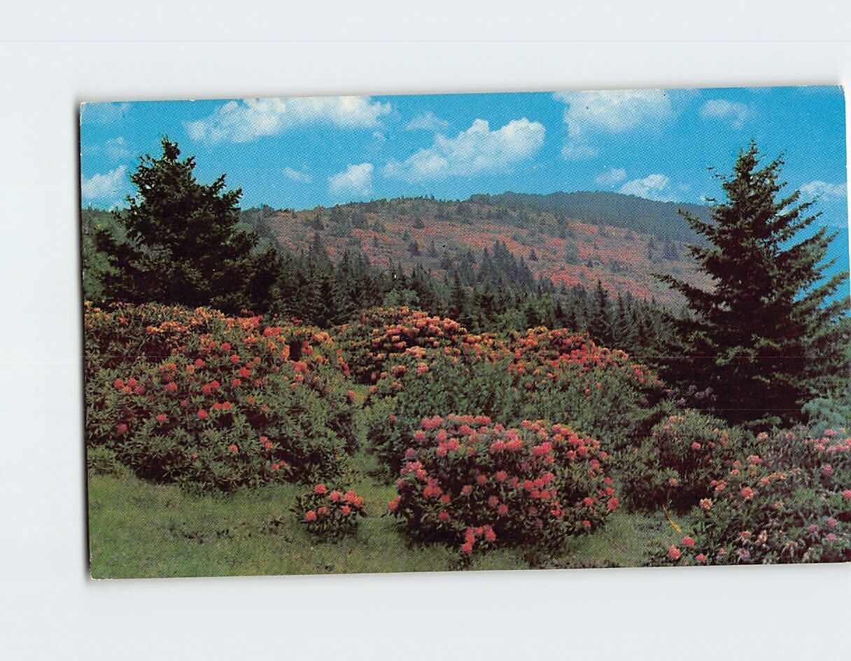 Postcard Rhododendron in Full Bloom Roan Mountain North Carolina USA