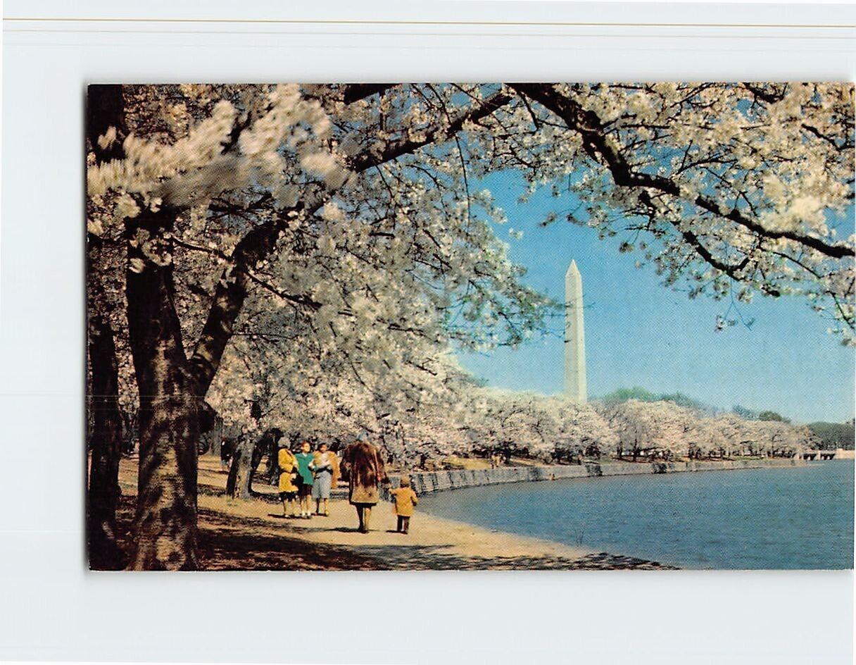 Postcard Washington Monument & Cherry Blossom Trees in Bloom Washington DC USA