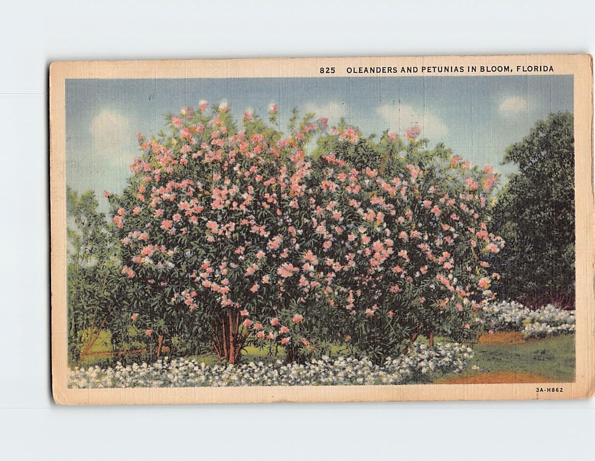 Postcard Oleanders and Petunias in Bloom Florida USA