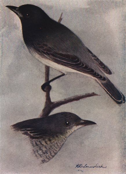 INDIAN BIRDS. The Black-headed Cuckoo-Shrike 1943 old vintage print picture