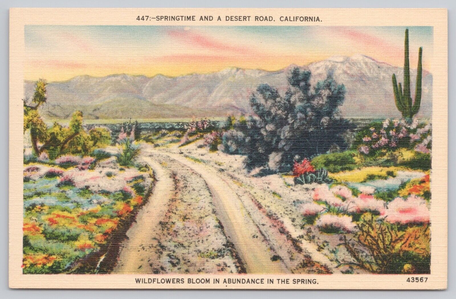 Desert Road Springtime Wildflowers Scenic View in California, Vintage Postcard